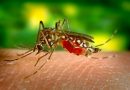 Mosquito-borne Diseases: A Growing Threat to the World.